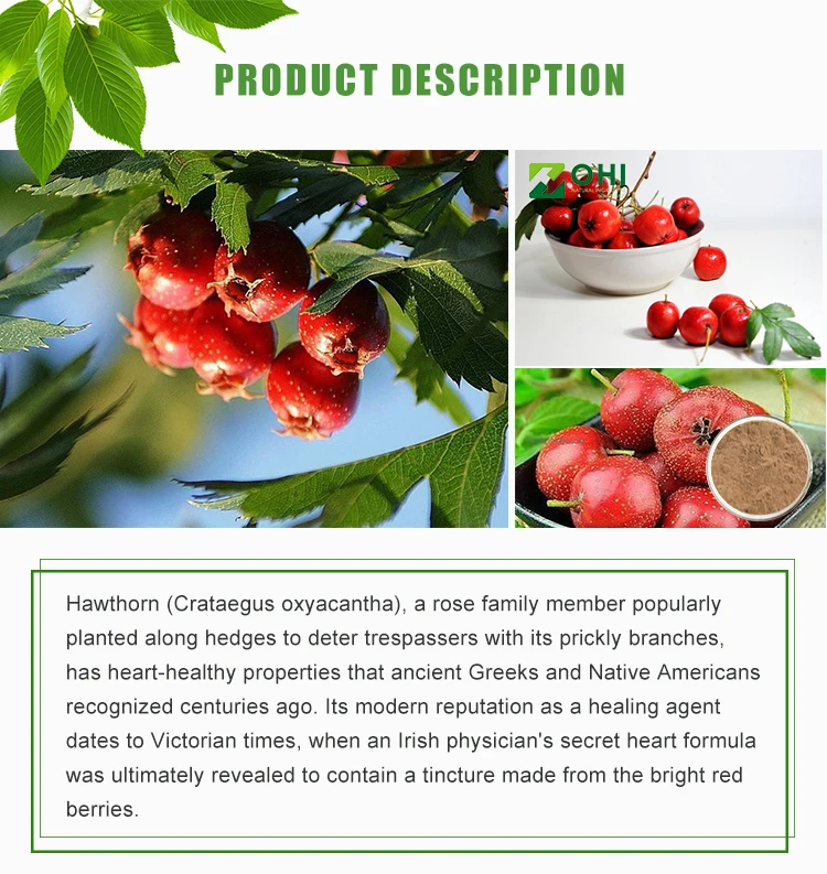 Pembekuan Cepat Organik Hawthorn Berry Buah Buy Berry Buah Beku Beku Buah Massal Organik Quicking Hawthorn Berry Buah Beku Pembekuan Cepat Organik Hawthorn Berry Buah Product On Alibaba Com