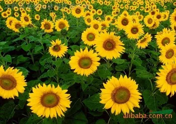 Menjual Indah Biji Bunga Berkebun Bonsai Biji Bunga Matahari Semua Varietas Untuk Penanaman Buy Menjual Biji Bunga Matahari Biji Bunga Matahari Biji Bunga Matahari Product On Alibaba Com