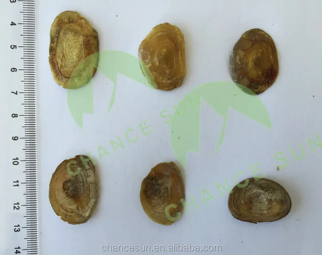 high quality topshell dried operculum seashells conch