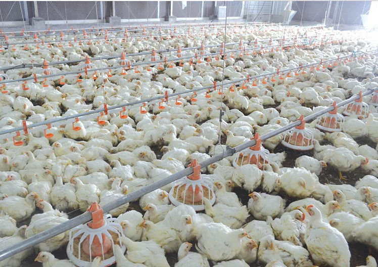 Wholesale Poultry Farming Equipment Automatic Chicken Duck Poultry