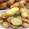 Manufacture Supply New crop Chinese bulk fresh ginger from China