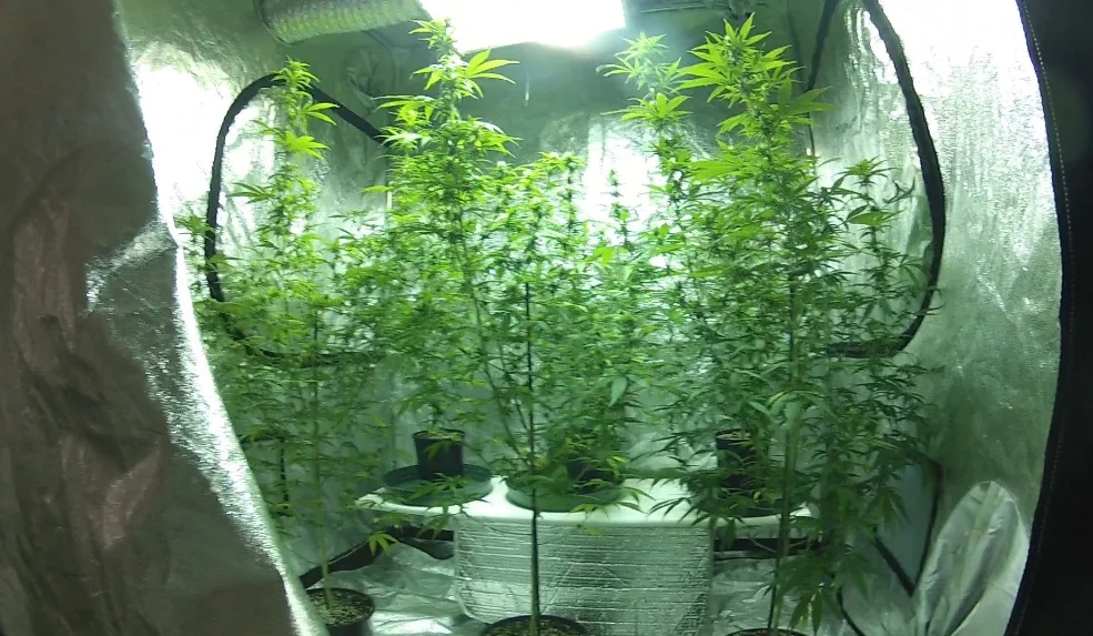 grow tent 58.png