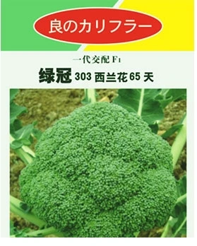 高品质混合 f1 西兰花种子 65 天-绿色皇冠 303