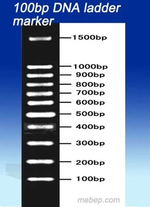 marker dna