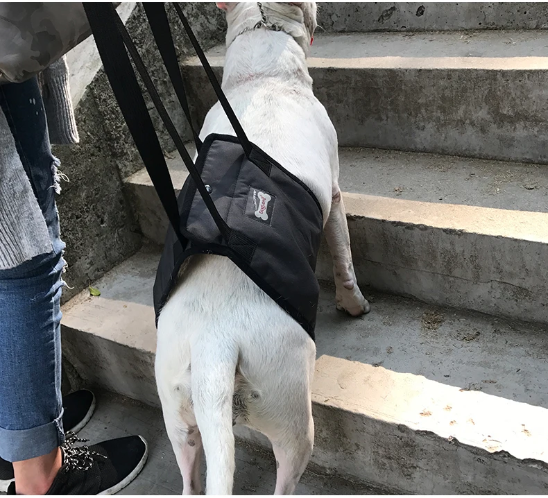 Köpek Destek Koşum Için Kolu Ile Büyük Veya Yaralanmaları Zayıf Arka