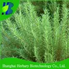 Rosemary Seeds of Aromatic Grass