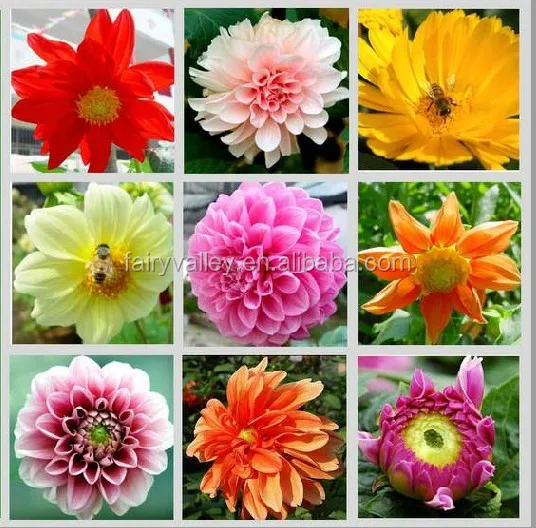 Latest Garden Flower Seeds Yellow Dahlia For Garden Flower Seeds Yellow Dahlia