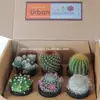 carry shipping Great mix cactus gift box