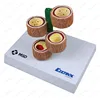 P-1290 high quality 4 stage custom anatomical demonstrating artery model