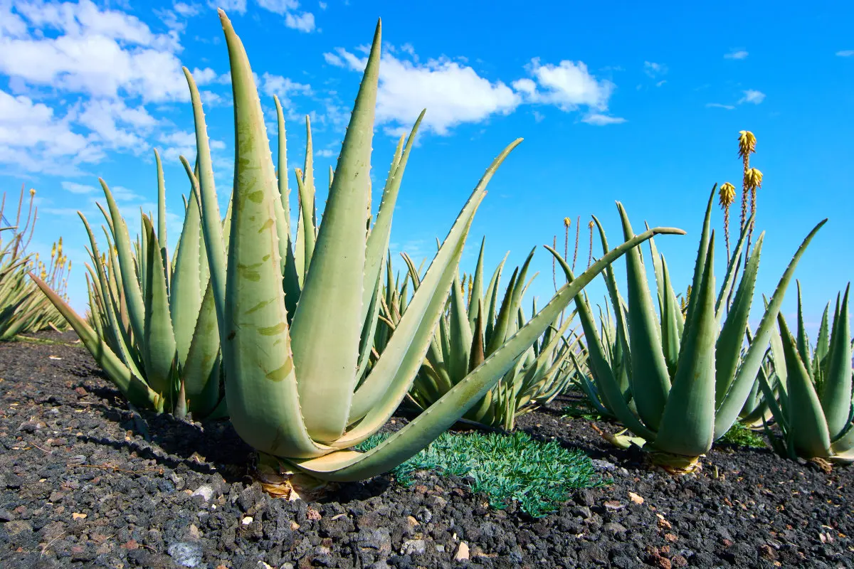 Алоэ в природе фото Fiable Aloe Vera Esencia En Polvo Para La Industria Materias Primas Polvo De Ext