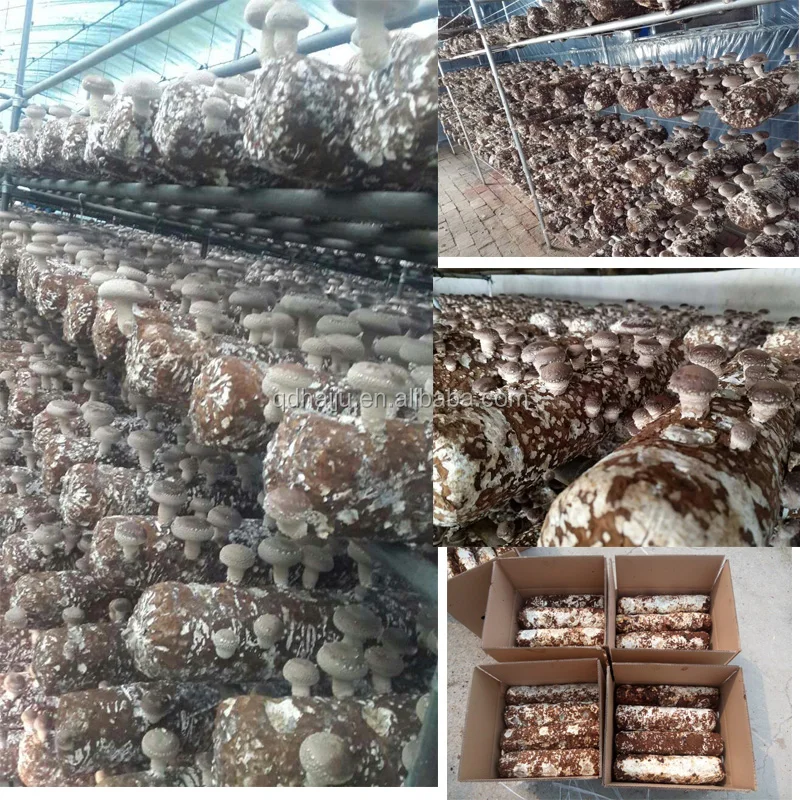 Shiitake Mushroom Log For Sale With Good Price Buy Shiitake Mushroom Log,Shiitake Mushrom