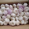 /product-detail/wholesale-garlic-buyers-and-fresh-normal-white-garlic-ginger-garlic-china-60808579683.html