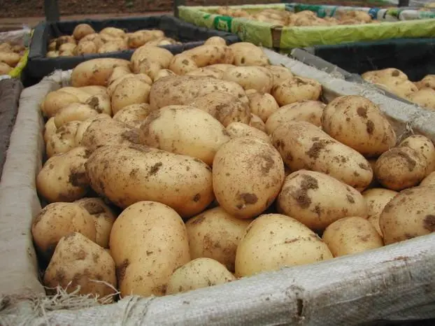potato 1