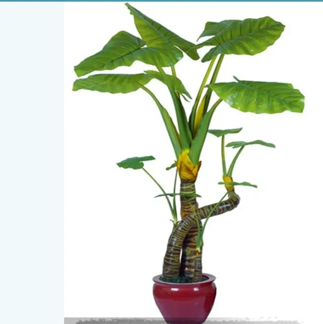 New Arrival Large Leaf Indoor Plants For Decoration 2017 New Arrival Large Leaf Indoor Plants For Decoration 2017