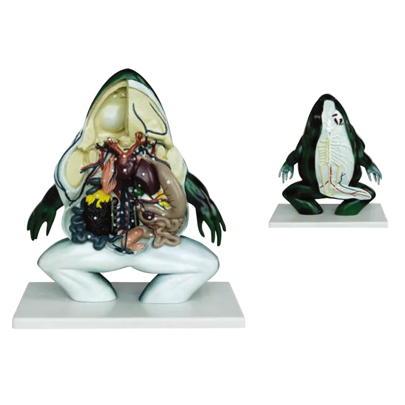 Препарировать лягушку. Hyalinobatrachium pellucidum. Препарировать лягушку. Препарировать лягушку. Самые необычные лягушки.