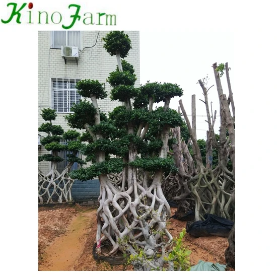 KF4078  SX-055(10).jpg