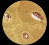 histology tissue microscope prepared teaching slides bone sec.