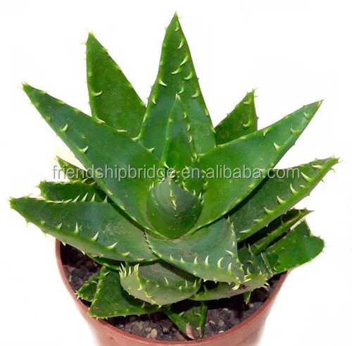 アロエベラ小植物 Buy アロエベラ アロエベラ植物 植物アロエベラ Product On Alibaba Com