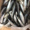 16cm+ Frozen Sardine Fish Needed in Madagascar For Bait