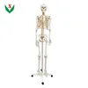 Artificial human skeleton / Biological anatomical model