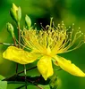 Hypericin 0.3% UV hypericun perforatum extract/ all-grass of Common St.John's wort P.E