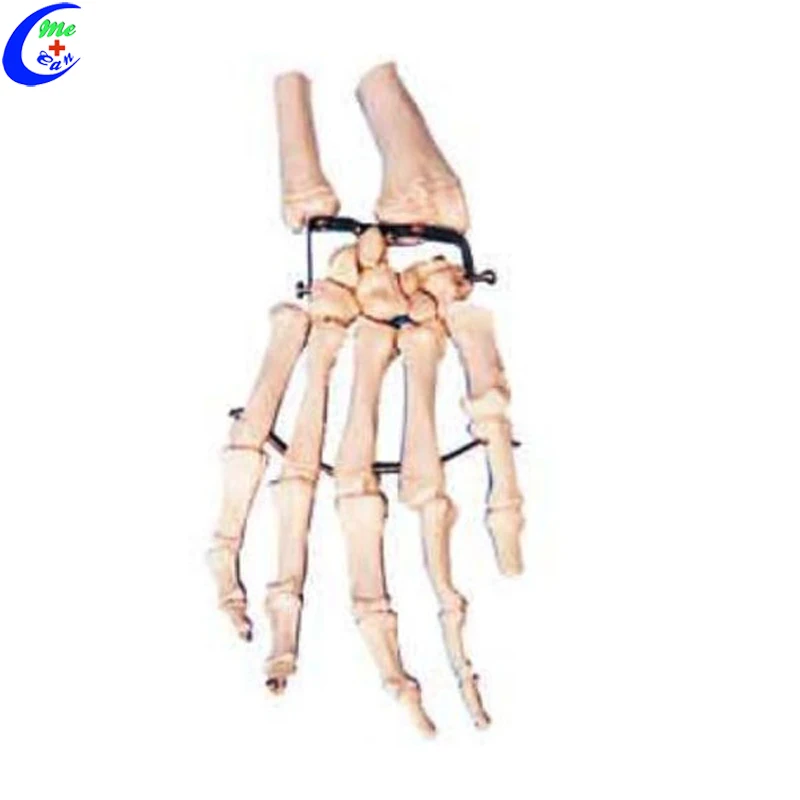 Medical Anatomical Mannequin Bone Models For Teaching Buy Anatomical
