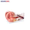 2015 brand new Soundlink Anatomical Ear model indicating outer,middle and inner ear for displaying or educating