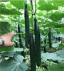 Quality High Yield Hybrid Green Cucumber Seeds from China