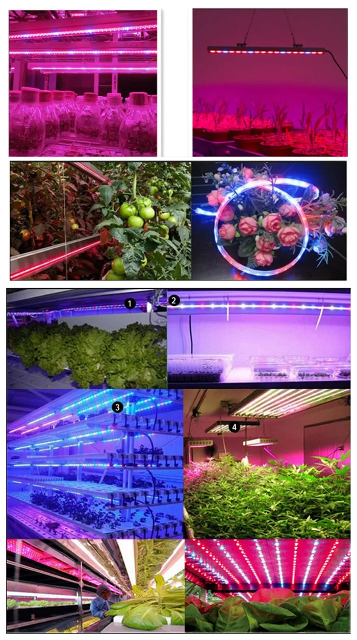 Full Spectrum Led Grow Light 5630 Red Blue 12v 60leds Buy Led Grow