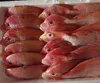 150-350g size fresh high quality frozen red snapper sea bream fish whole round
