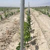 Alibaba trade assurance zinc coating 275g/m2 vineyard trellis grape post