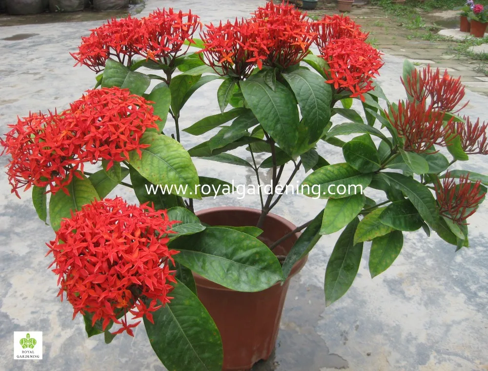 Jungle Flame,Ixora Chinensis (ixora Chinensis Lam)ornamental Plants ...