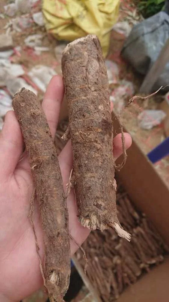 Paulownia Roots 2.jpg