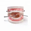 Standard Tooth Model (Soft Gums for 28 teeth)