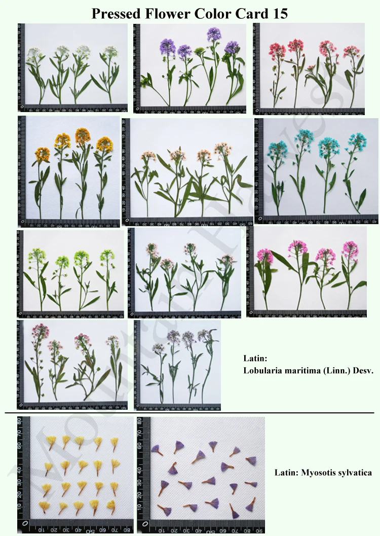 Pressed Flower Card 15.jpg