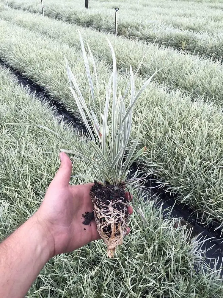 Buy Aztec Grass 30 Live Plants Variegated Liriope Ophiopogon Intermedius Argenteomarginatus Evergreen Ground Cover In Cheap Price On Alibaba Com