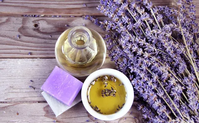 Wholesale naturel Dried Lavender Flower Tea - 4uTea | 4uTea.com