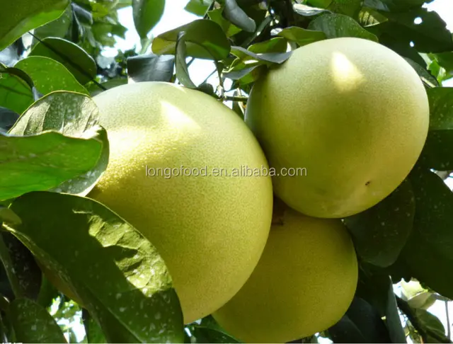 fresh fruit red honey pomelo fruit new crop 2016