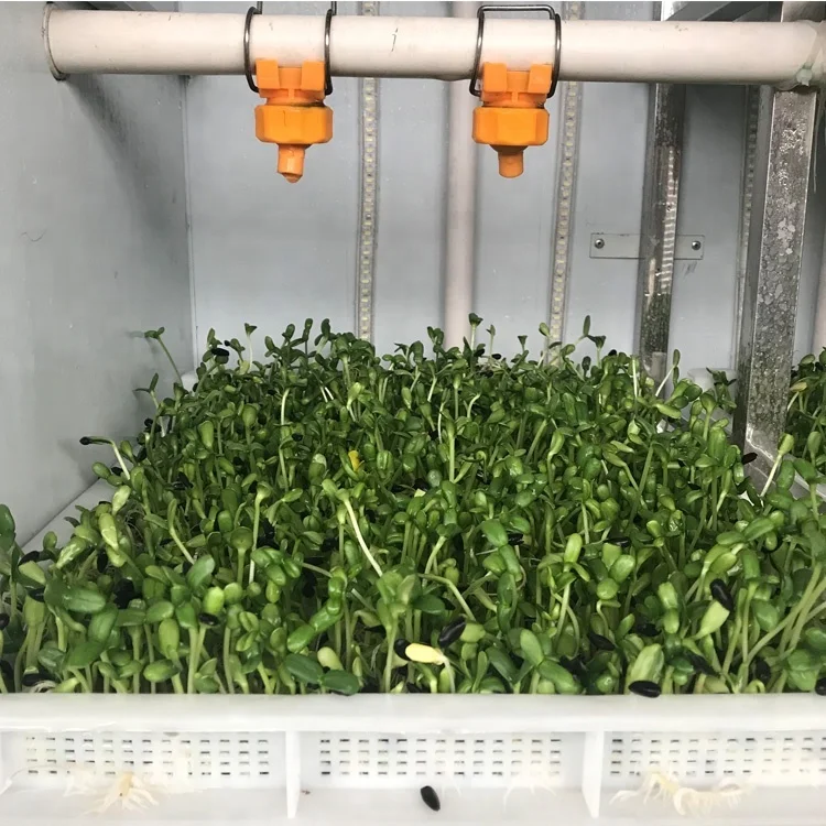 Seed Germination Machine Bean Sprouts Machine Mung Bean Sprout Machine