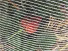 2mx10m Anti Bird Netting.Green plastic net 15mm mesh hole.Crop,fruit Protection