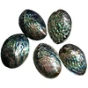 Polished natural abalone shell flashy large abalone shells wholesale price