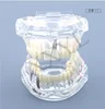Removable Education Model/dental implant Model/typodont