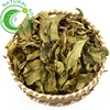 Long Li Ye Chinese Herb Sauropus Rostratus Miq To Lower Blood Pressure Ancient In Bulk