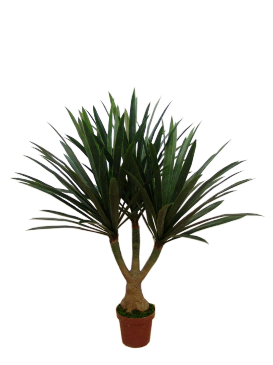 Guangzhou Factory Artificial Yucca Bonsai Plastic Artificial Yucca