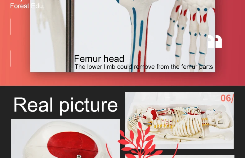 11 artificial skeleton.jpg