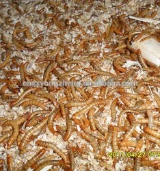dried mealworm