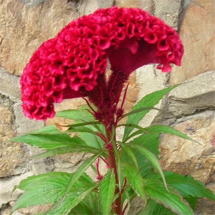 不同种类的羽毛鸡冠花种子 种植用棉sia 花种子 Buy 羽毛鸡冠花种子 Celosia Plumosa 花种子 羽毛鸡冠花种子 Celosia Plumosa 花种子product On Alibaba Com