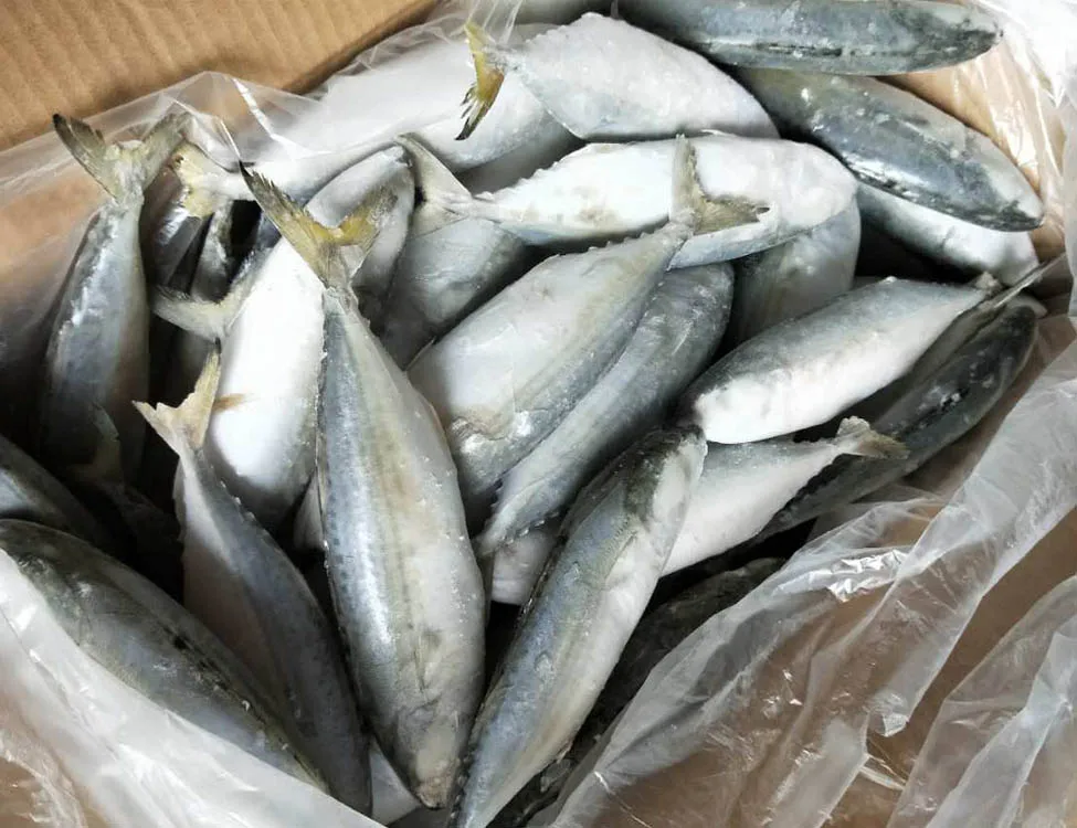 Fresh Frozen Indian Mackerel Buy Fresh Frozen Indian Mackerel,Indian Mackerel 4060 Pieces
