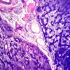 Professional slide set cell biology and genetics prepared microscope slides with low price