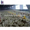China light steel structure egg chicken house design for layers small scale
